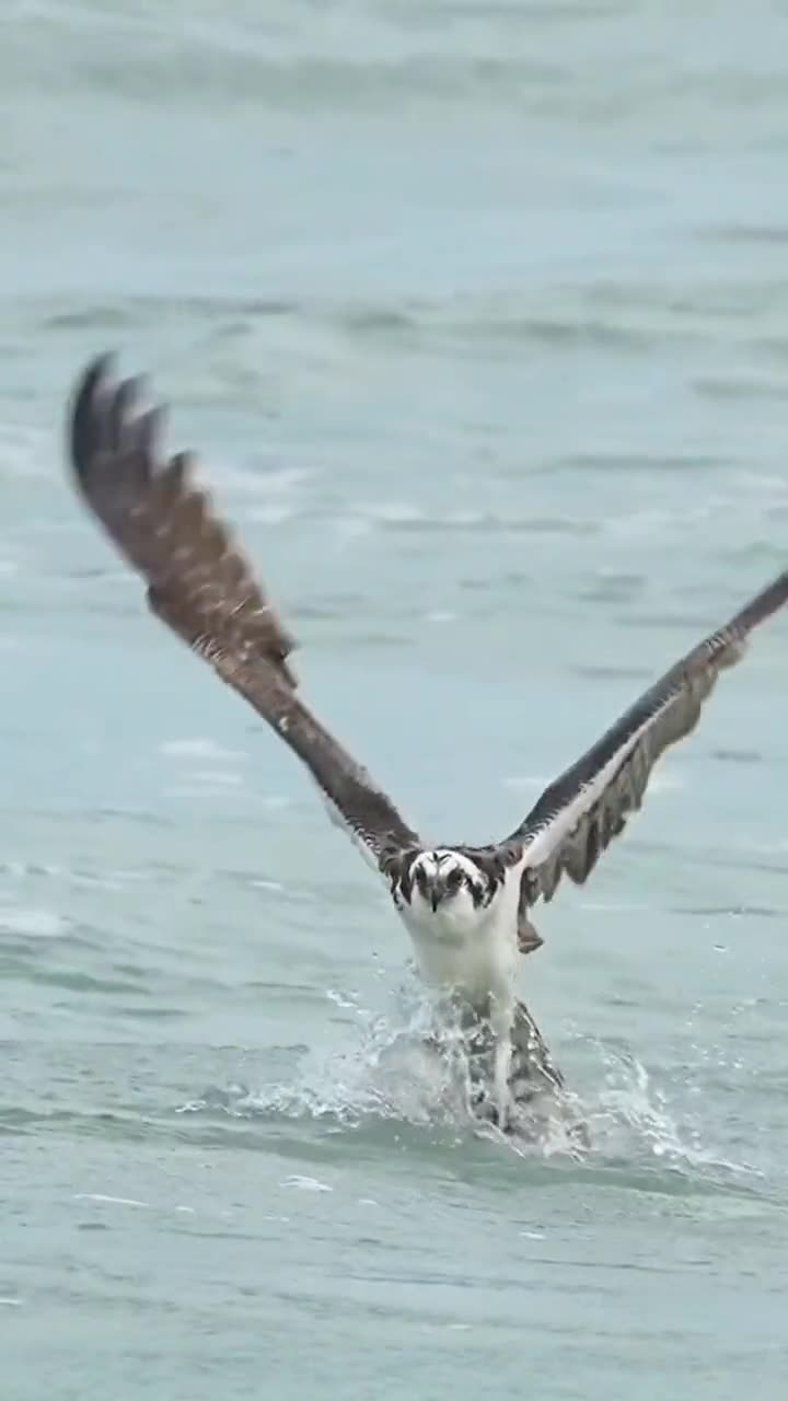 True Raptor Raptor, a true raptor.