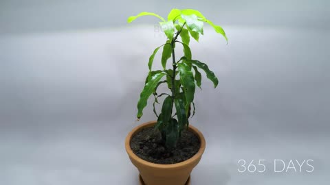 "Amazing Growth of a Mango Tree from Seed to One Year - Captivating Time-Lapse!"