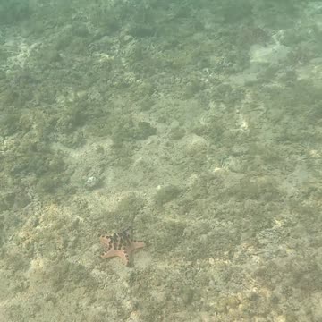 Snorkeling Through Serenity