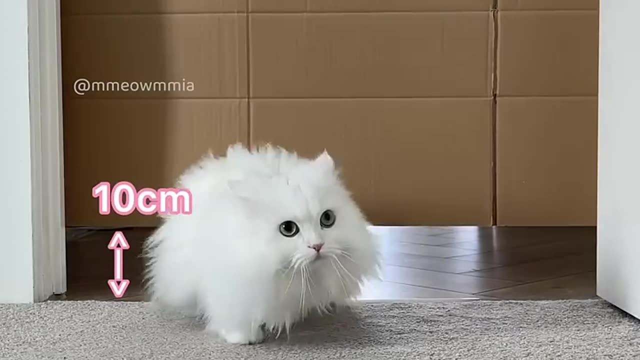 Mia vs descending gate๐ this video is still one of my favourite videos ๐ #cat #catvideos #catgame