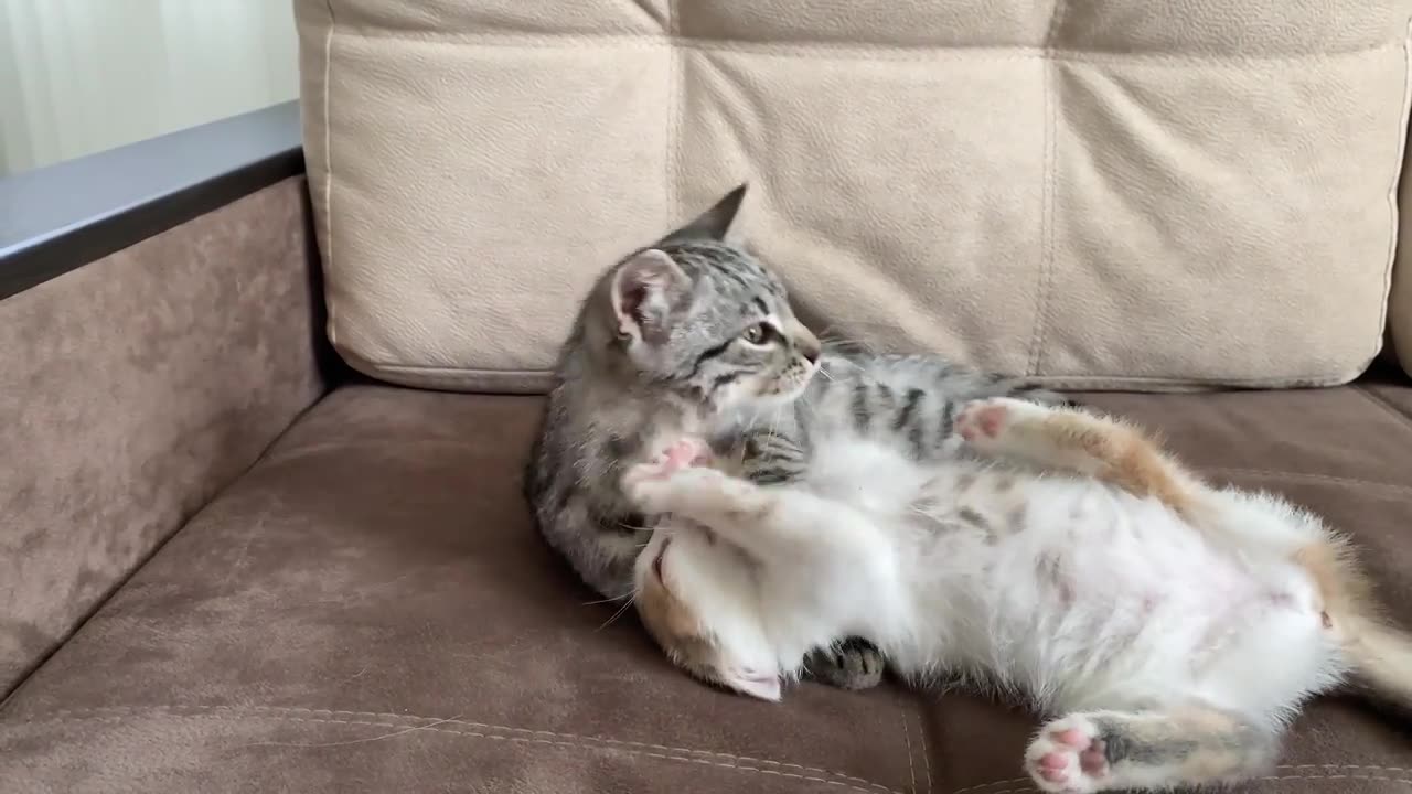 Cute Baby Kittens are Playing for the First Time