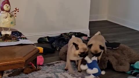 Sally wins tug-a-war with Sally
