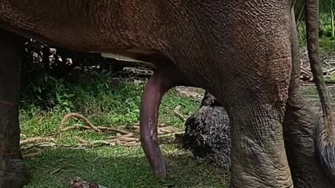 Have you ever seen five legs of the elephant?