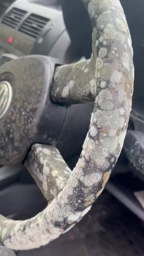 Mold Spores in Air - Ireland And Elsewhere - The Deathfog has Mold & More