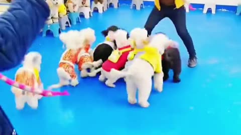 Have you ever seen dogs that can jump rope?