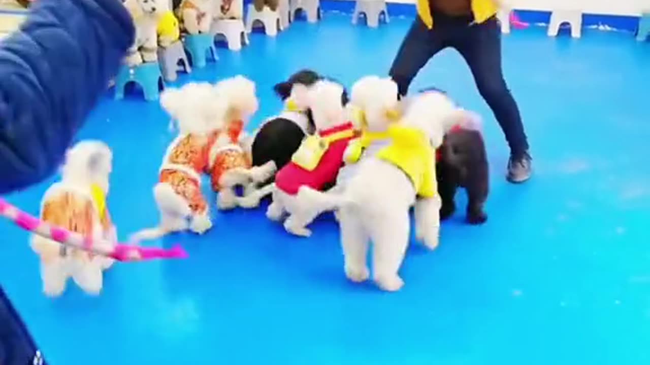 Have you ever seen dogs that can jump rope?