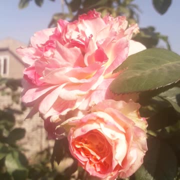 Royal Rose