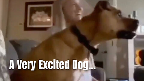 A Very Excited Dog...