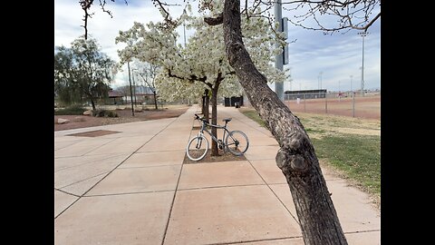 Cherry blossoms and google earth