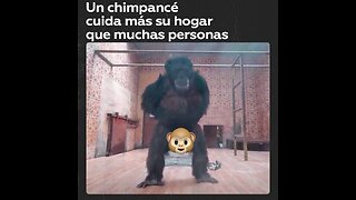 Un chimpancé hace las tareas domésticas antes del Año Nuevo chino