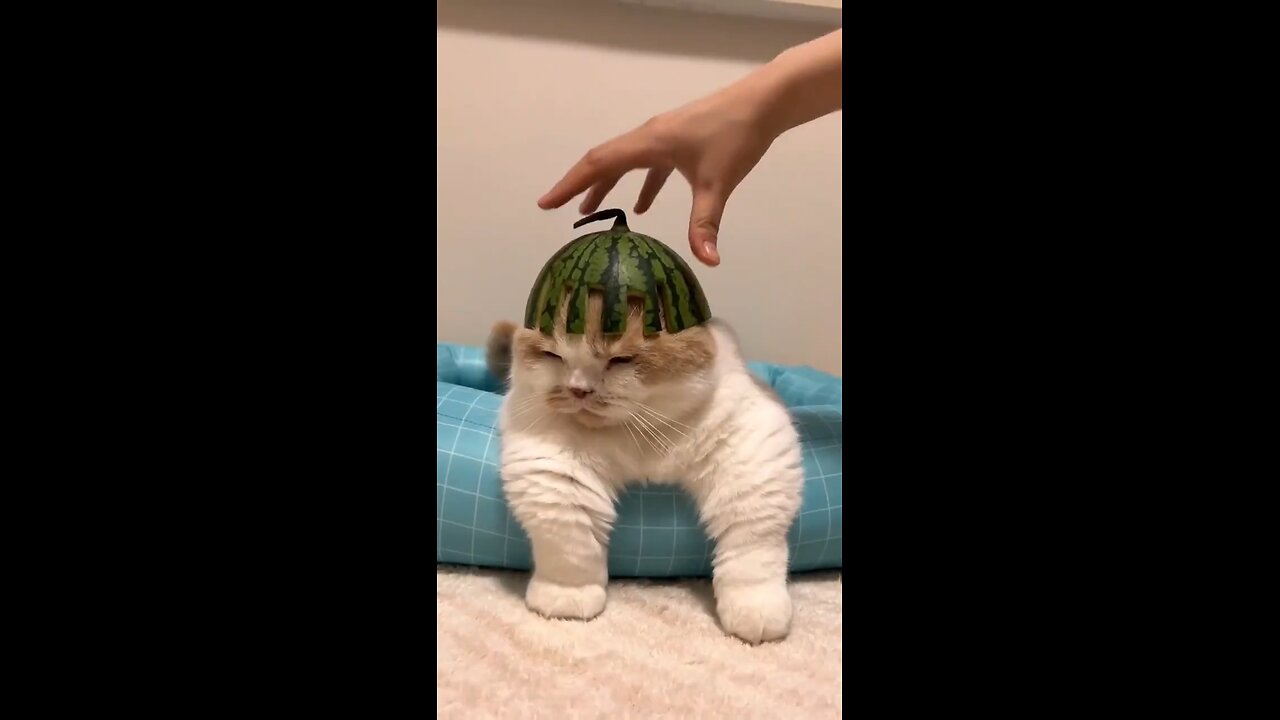 "Laugh Purrs: Hilarious Cat Antics That Will Have You Pawsitively Rolling"