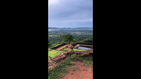 Stunning Mountain Views with a Playful Monkey 🏞️🐒