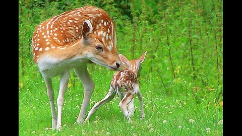 ALWAYS PAY ATTENTION TO THE WORLD AROUND YOU🦌❤️ (WHOLESOMENESS)