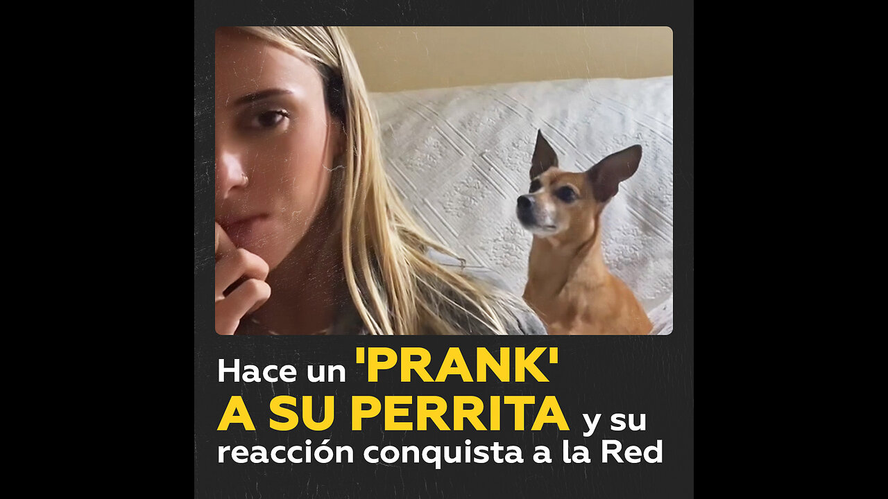 🐶Esta perrita ‘mete la nariz’ en la conversación de su dueña y enamora a la Red