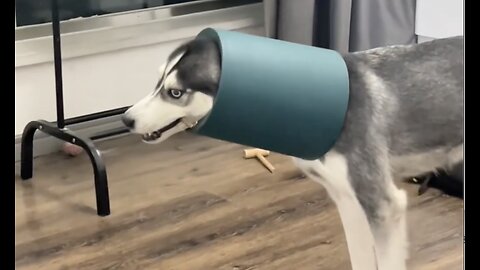 Life with husky