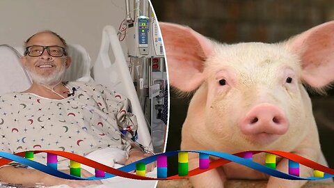 Hybrids Walk Among Us - Pig Organ Transplants An Ethical Dilemma - SMHP