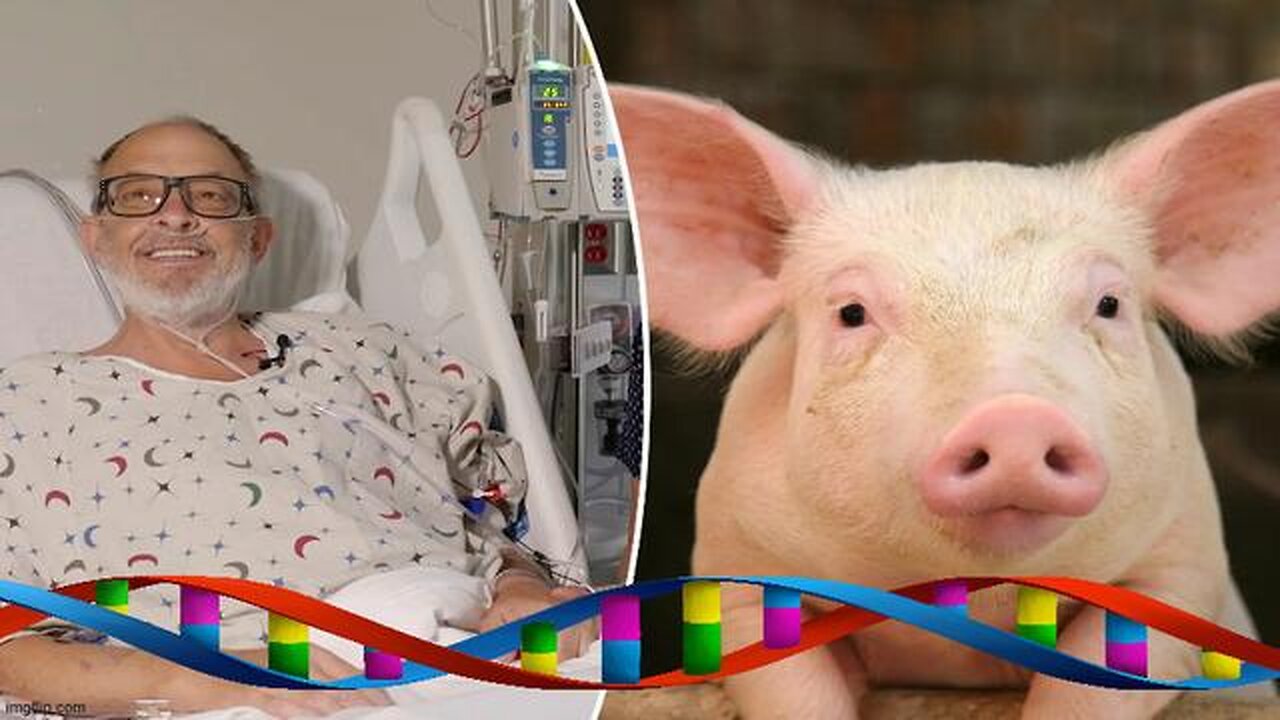 Hybrids Walk Among Us - Pig Organ Transplants An Ethical Dilemma - SMHP