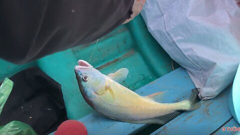 Caught a Rare Golden Croaker & a Giant 7kg Catfish – Epic Fishing Adventure