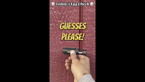 🥚 Today’s Egg Check! 🥚