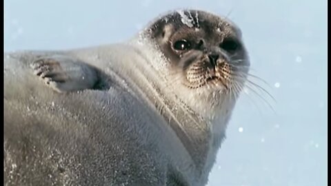 Pregnant Polar Bear Hunts Seals to Survive Winter
