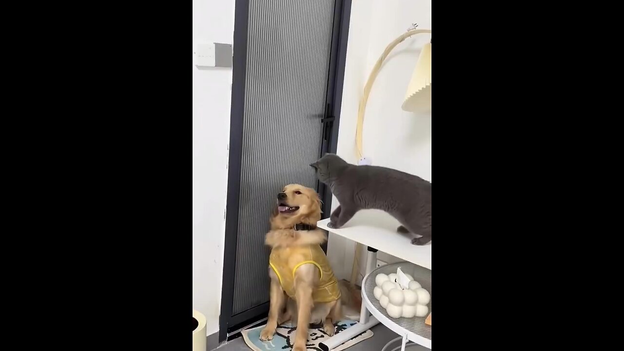 Cat 🐈 Vs Dog 🐕