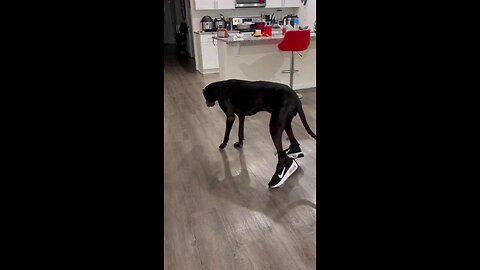 Dogs in shoes