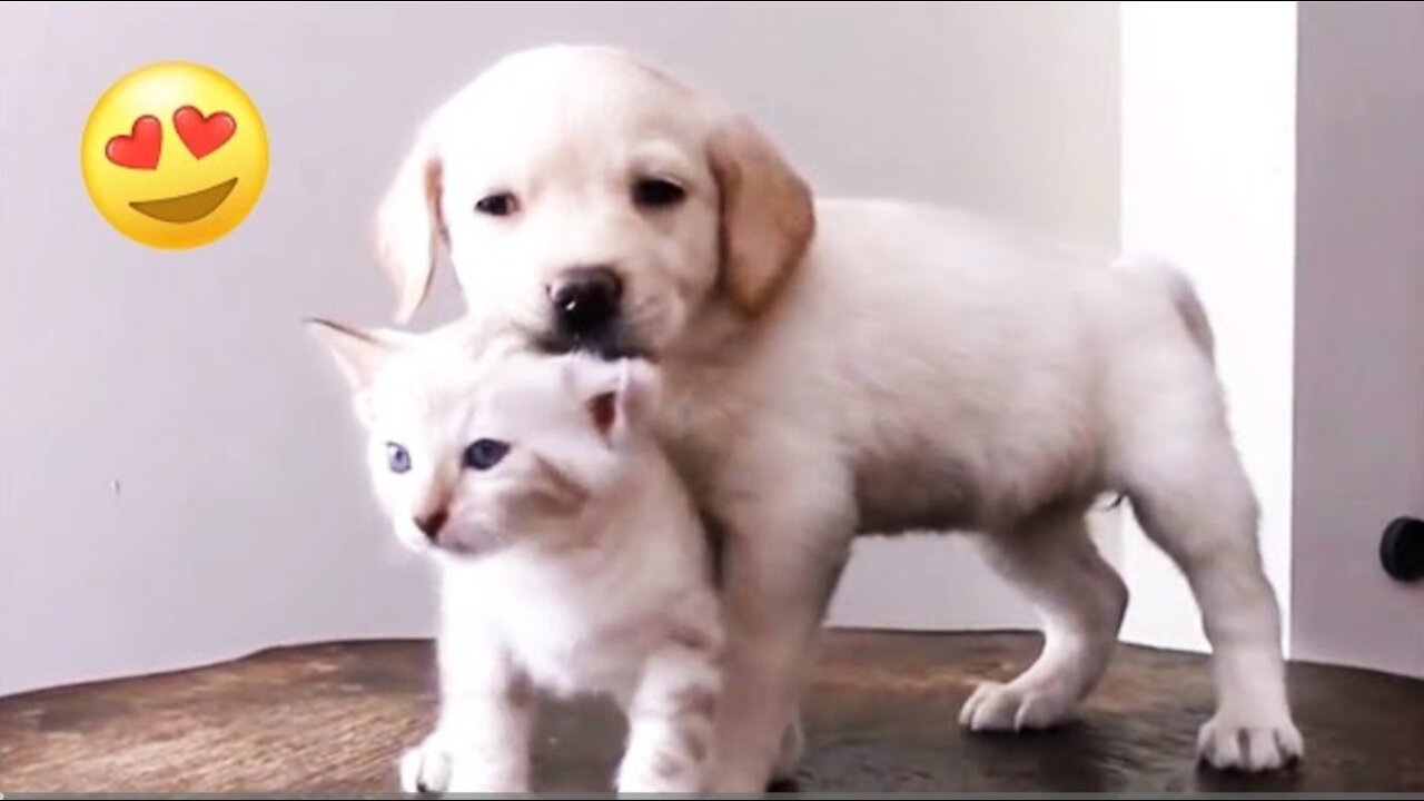 8 Dog Breeds That Get Along Well With Cats