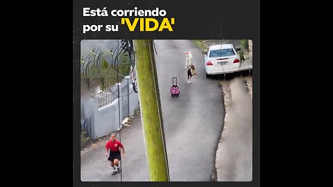 Sorpresa y miedo: niña se encuentra unas cabras en la calle