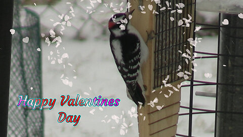 Downy Woodpeckers