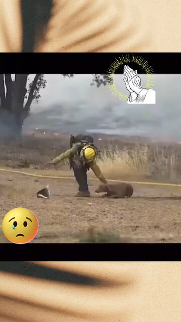 Los Angeles firefighters save dogs from fire