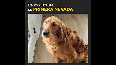 Golden Retriever enloquece de alegría al descubrir la nieve