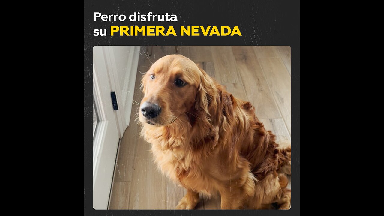 Golden Retriever enloquece de alegría al descubrir la nieve