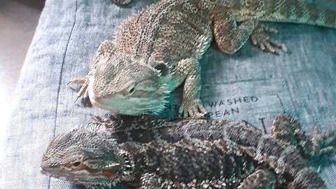 Kobe & Health Waking up Bearded Dragons