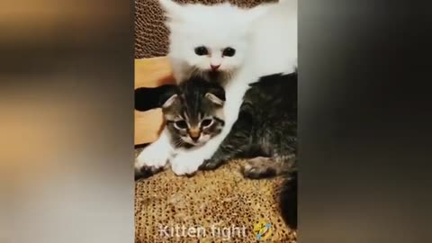 Cute animals funny videos 😂😂😂