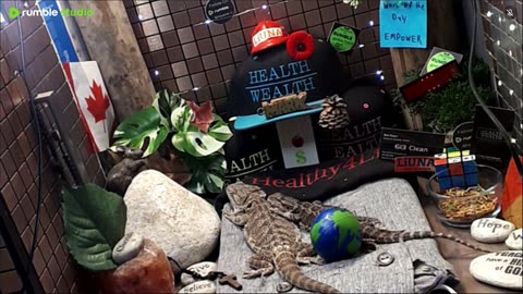 ⭕2025 Live Stream Day 11🔴 🍏Healthy4Life🐉 Mascots 🍎🐲 Meet Kobe & Health A Day In The Life Of Bearded Dragons🐲Day11🐉⭕Live🦎Stream🔴