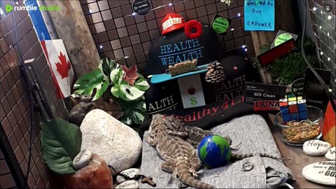 ⭕2025 Live Stream Day 11🔴 🍏Healthy4Life🐉 Mascots 🍎🐲 Meet Kobe & Health A Day In The Life Of Bearded Dragons🐲Day11🐉⭕Live🦎Stream🔴