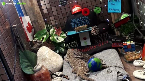 ⭕2025 Live Stream Day 11🔴 🍏Healthy4Life🐉 Mascots 🍎🐲 Meet Kobe & Health A Day In The Life Of Bearded Dragons🐲Day11🐉⭕Live🦎Stream🔴