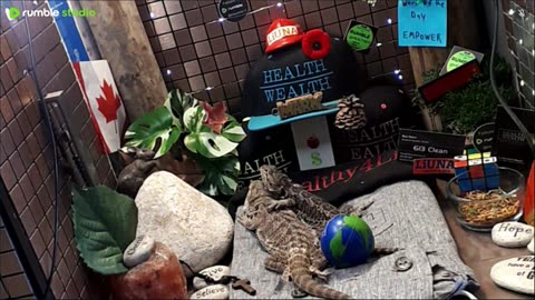 ⭕2025 Live Stream Day 11🔴 🍏Healthy4Life🐉 Mascots 🍎🐲 Meet Kobe & Health A Day In The Life Of Bearded Dragons🐲Day11🐉⭕Live🦎Stream🔴