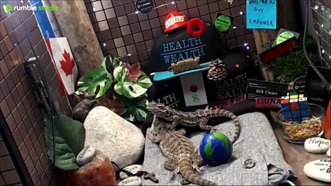 ⭕2025 Live Stream Day 11🔴 🍏Healthy4Life🐉 Mascots 🍎🐲 Meet Kobe & Health A Day In The Life Of Bearded Dragons🐲Day11🐉⭕Live🦎Stream🔴