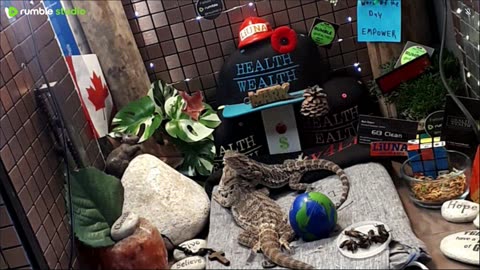 ⭕2025 Live Stream Day 11🔴 🍏Healthy4Life🐉 Mascots 🍎🐲 Meet Kobe & Health A Day In The Life Of Bearded Dragons🐲Day11🐉⭕Live🦎Stream🔴