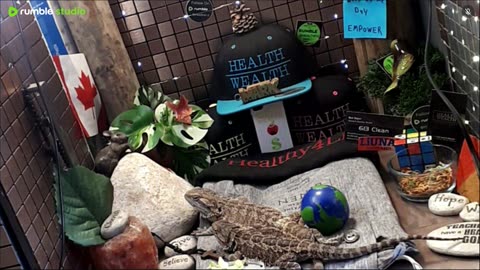 ⭕2025 Live Stream Day 11🔴 🍏Healthy4Life🐉 Mascots 🍎🐲 Meet Kobe & Health A Day In The Life Of Bearded Dragons🐲Day11🐉⭕Live🦎Stream🔴