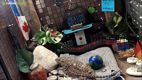 ⭕2025 Live Stream Day 11🔴 🍏Healthy4Life🐉 Mascots 🍎🐲 Meet Kobe & Health A Day In The Life Of Bearded Dragons🐲Day11🐉⭕Live🦎Stream🔴