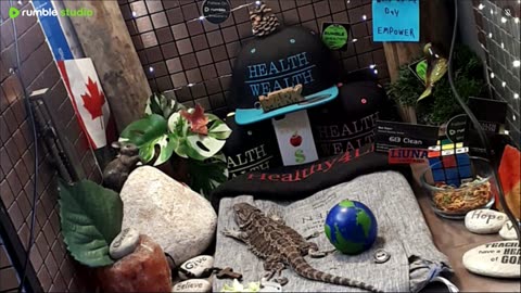 ⭕2025 Live Stream Day 11🔴 🍏Healthy4Life🐉 Mascots 🍎🐲 Meet Kobe & Health A Day In The Life Of Bearded Dragons🐲Day11🐉⭕Live🦎Stream🔴