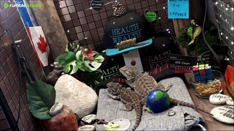 ⭕2025 Live Stream Day 11🔴 🍏Healthy4Life🐉 Mascots 🍎🐲 Meet Kobe & Health A Day In The Life Of Bearded Dragons🐲Day11🐉⭕Live🦎Stream🔴