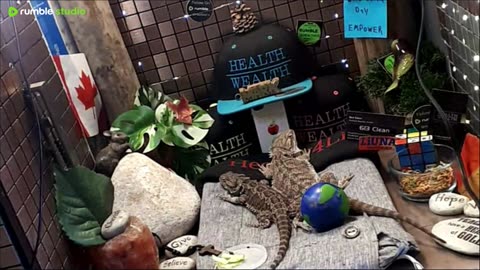 ⭕2025 Live Stream Day 11🔴 🍏Healthy4Life🐉 Mascots 🍎🐲 Meet Kobe & Health A Day In The Life Of Bearded Dragons🐲Day11🐉⭕Live🦎Stream🔴