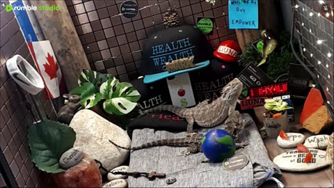 ⭕2025 Live Stream Day 11🔴 🍏Healthy4Life🐉 Mascots 🍎🐲 Meet Kobe & Health A Day In The Life Of Bearded Dragons🐲Day11🐉⭕Live🦎Stream🔴