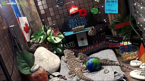 ⭕2025 Live Stream Day 11🔴 🍏Healthy4Life🐉 Mascots 🍎🐲 Meet Kobe & Health A Day In The Life Of Bearded Dragons🐲Day11🐉⭕Live🦎Stream🔴