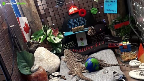 ⭕2025 Live Stream Day 11🔴 🍏Healthy4Life🐉 Mascots 🍎🐲 Meet Kobe & Health A Day In The Life Of Bearded Dragons🐲Day11🐉⭕Live🦎Stream🔴