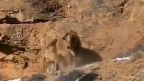 Yak attack on snow leopard