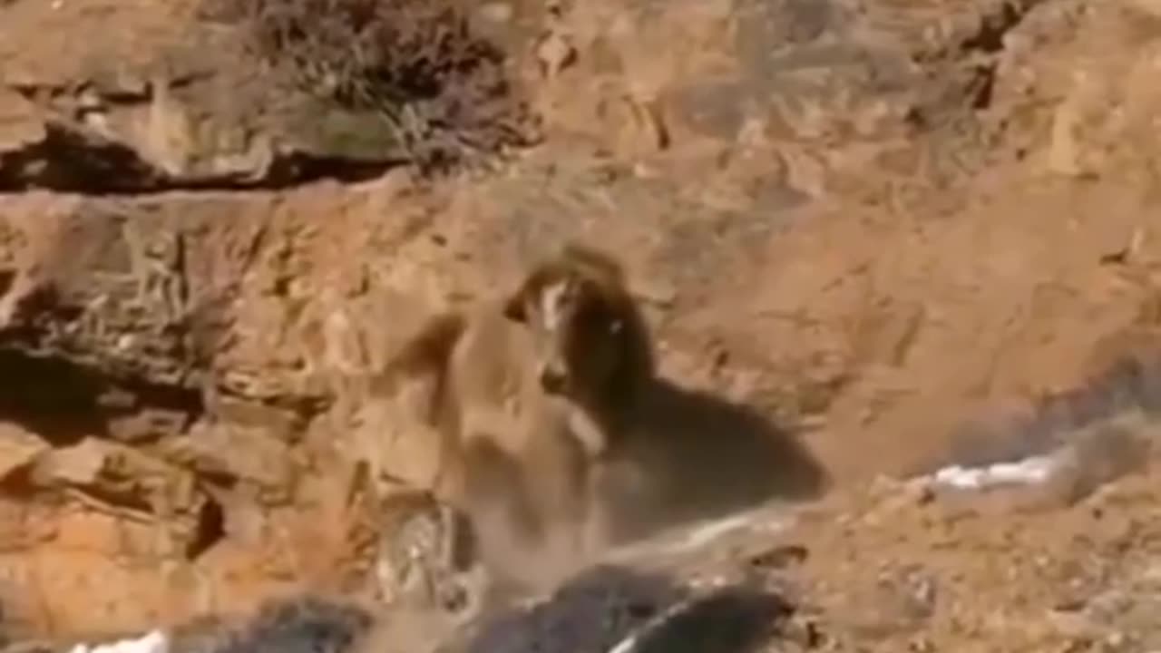 Yak attack on snow leopard